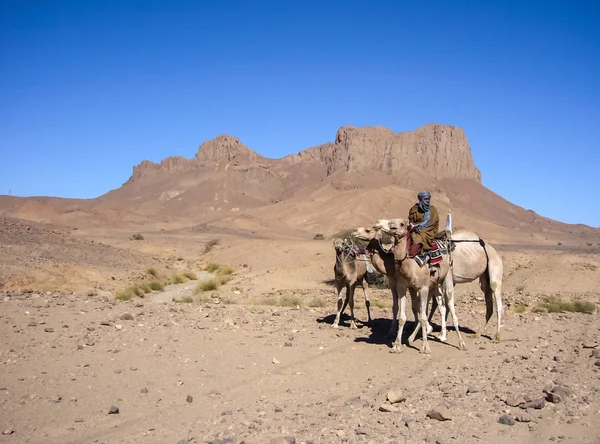 Cezayir'deki Hoggar çölün ortasında Tuareg adam
