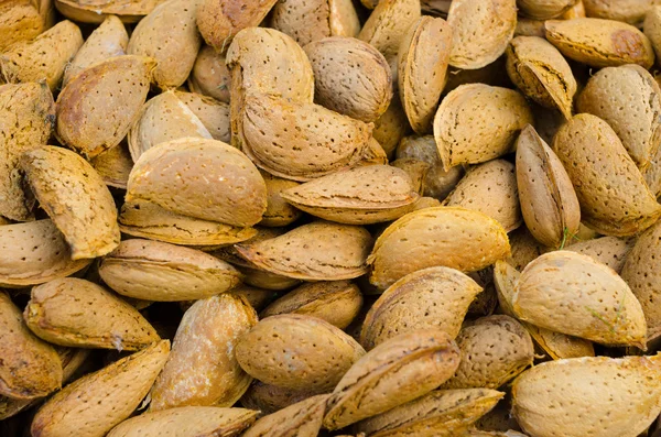 Badem fındık portre