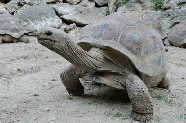 Tortuga gigante gris, Mauricius — Foto de Stock