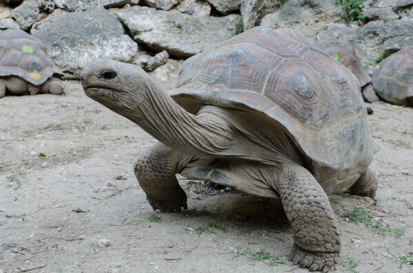 Серый гигантская черепаха, Маврикия