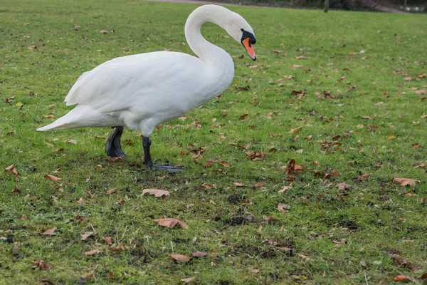 Cisne blanco caminando en la hierba —  Fotos de Stock