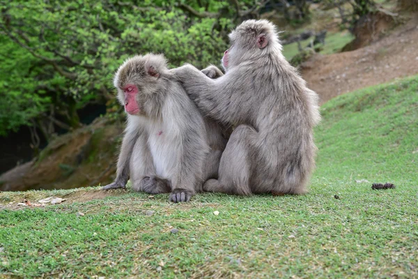 Macaca fuscata ormanda bit.