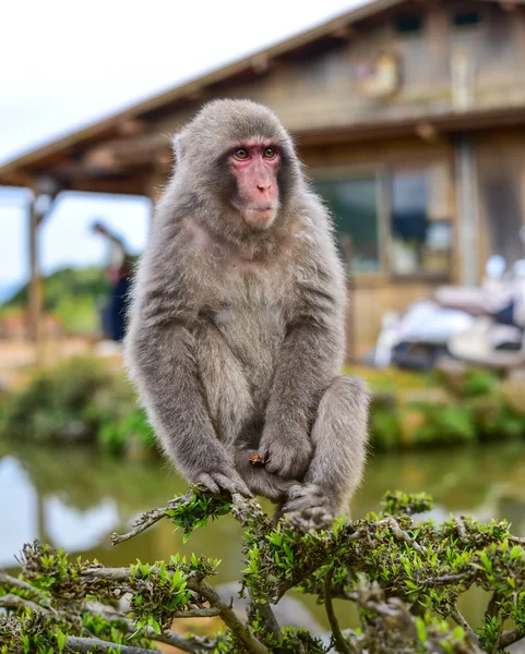 Bir dal üzerinde oturan Macaca fuscata