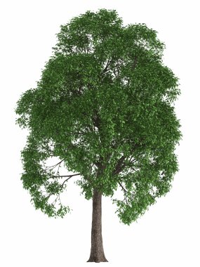 Yeşil yaz ağaç beyaz arka plan üzerinde izole. yüksek kaliteli tasarım öğesi akçaağaç kavak render