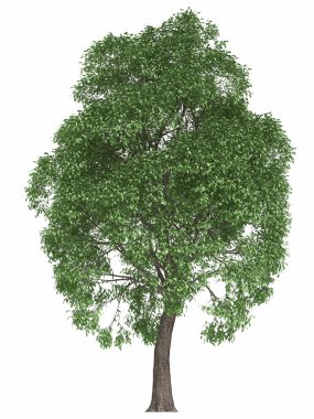 Yeşil yaz ağaç beyaz arka plan üzerinde izole. yüksek kaliteli tasarım öğesi akçaağaç kavak render