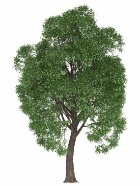 Yeşil yaz ağaç beyaz arka plan üzerinde izole. yüksek kaliteli tasarım öğesi akçaağaç kavak render