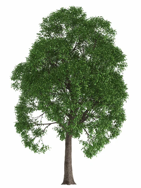 Zelené letní strom izolovaných na bílém pozadí. vykreslení vysoce kvalitní konstrukční prvek javor topol — Stock fotografie