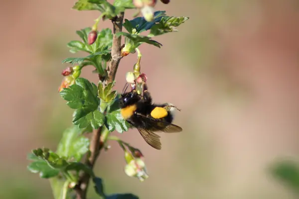Shaggi bumblebee και φραγκοστάφυλο 5 — Φωτογραφία Αρχείου