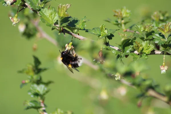 Shaggi Hummel und Stachelbeere 2 — Stockfoto