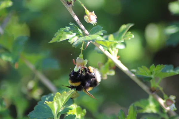 Shaggi bumblebee και φραγκοστάφυλο — Φωτογραφία Αρχείου