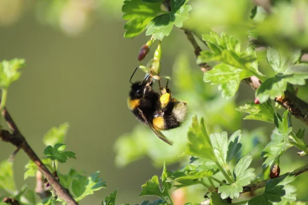 Shaggi bumblebee και φραγκοστάφυλο 8 — Φωτογραφία Αρχείου
