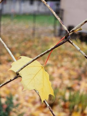 yellow leaves on the fence