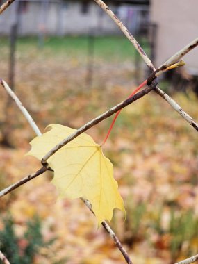 yellow leaves on fence