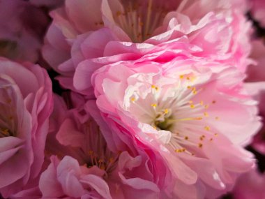 İnanılmaz çiçek açan çiçeklerin kapağını kapatın.