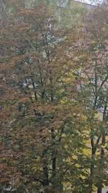 Sonbahar yaprakları, sonbahar bitkileri