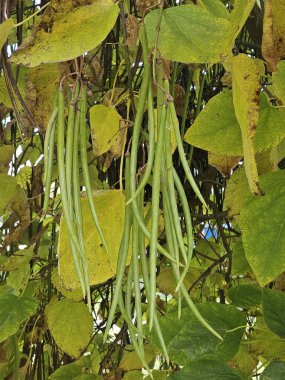 Bahçedeki bir bitkinin yeşil ve sarı yapraklarından oluşan bir demet.