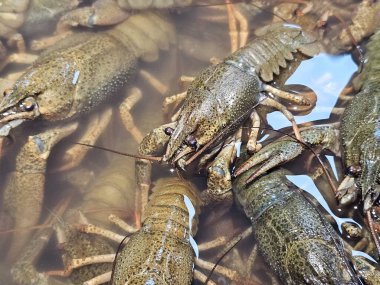 Pazarda ıstakoz ve ıstakoz.