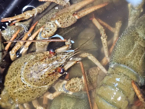 taze deniz ürünleri pazarında