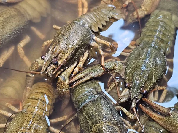 Pazarda taze deniz ürünleri
