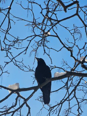 Ağacın dallarındaki siyah karga