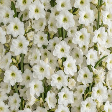 Beyaz çiçek arka planı, çiçek konsepti, bahar kartı arkaplanı