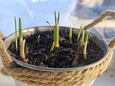 çaydanlıkta yeşil çimen