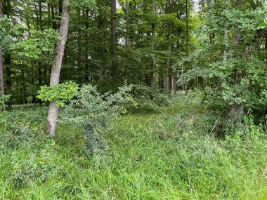 Doğal yaz manzarasında canlı yeşil çimenler ve ağaçlarla dolu orman temizliği.