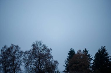 Mavi kış gökyüzüne karşı minimalist bir siluet oluşturan ağaç çizgileri