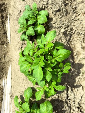 Taze yeşil yapraklarla filizlenen genç patates bitkileri güneş ışığı altında sıralanmış çıplak bahçe toprağında.