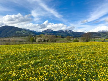 Karahindiba tarlası, mavi gökyüzünün altında karla kaplı dağları gösteren sarı çiçeklerle çiçek açıyor.