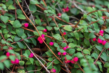 Bol miktarda pembe böğürtlen ve yeşil yapraklı, kökleri ve sessiz yaprakları olan bir kar çileğinin yakın plan görüntüsü..