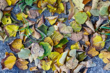 Çürümenin çeşitli aşamalarında, çoğunlukla sarı, kahverengi ve yeşil tonlarında, gri bir yüzeye saçılmış, yakın çekim ve tepeden bakıldığında,.