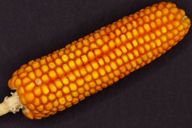 Parlak turuncu-sarı çekirdekli kuru bir mısır kulağı, koyu ve desenli bir yüzeyde köşegen olarak konumlandırılır. Koçan sol altta görünüyor..