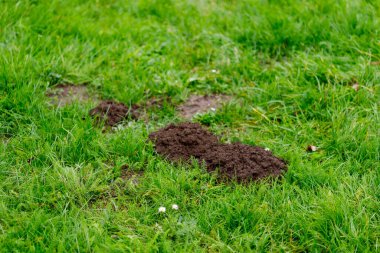 Yakından, yemyeşil bir çimenlikteki birkaç taze köstebek yuvasının görüntüsü. Koyu kahverengi toprak tepecikleri, canlı çimlerle tezat oluşturur ve küçük beyaz çiçekler etrafa saçılmıştır..