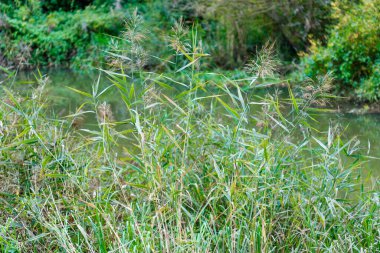 Uzun boylu, tüylü başlıklı yeşil sazlıklar ön planda büyür, sakin, yeşil bir su kütlesinin sınırında. Yeşillik yumuşak, bulanık bir arkaplan oluşturur.