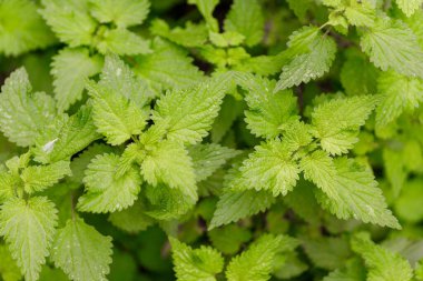 Yakın plan, tepeden çekimde keskin kenarları tırtıklı yeşil ısırgan otu yapraklarından oluşan yoğun bir küme görülüyor..