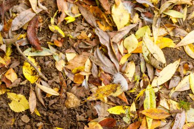 Düşen yaprakların ve tüylerin yakın çekim görüntüsü koyu toprağa saçılmış, sonbahar renklerini ve dokularını gözler önüne seriyor..