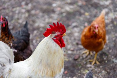 Beyaz bir horoz keskin bir odak noktasında, diğer tavuklar ise bulanık arka planda. Toprak, toprak ve küçük taşların karışımıdır..