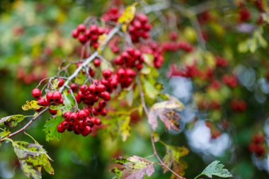 Parlak kırmızı böğürtlen ve sonbahar yapraklarının yakın plan çekimi yeşil yeşillik ve bokeh ışıklarının bulanık arka planına karşı.