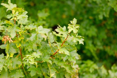 Yeşil akçaağaç yaprakları ve kurumuş tohum kabuklarının bulunduğu bir dalın yakın plan görüntüsü..