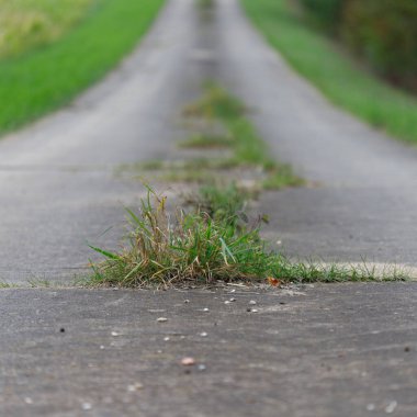 Çatlak beton bir yol, boşluklardan büyüyen çimenler, yeşil çimenli köşeler arasındaki mesafeye geri çekiliyor..