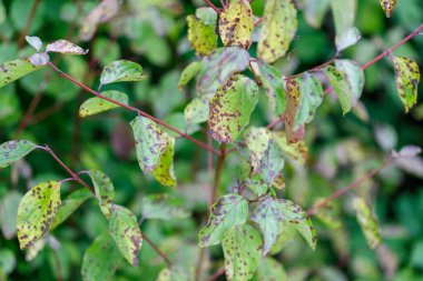 Yeşil lekeli, yeşil, sarı ve mor renkli, bulanık yeşil arkaplanlı köpek ağacı yapraklarının yakın plan görüntüsü..