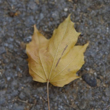 Belirgin damarları olan tek bir sarı akçaağaç yaprağı gri bir yüzey üzerinde uzanır, muhtemelen kaldırım ya da çakıl..