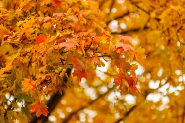 Sonbahar akçaağaç yaprakları turuncu, sarı ve kırmızı renkli canlı tonlarda, arka planda yumuşak bokeh ile çerçeveyi doldurur..