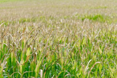 Çoğunlukla kuru, kahverengi ve yeşil mısır saplarından oluşan bir alan bulanık bir arka plana doğru uzanıyor..