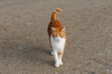 Kızıl ve beyaz bir kedi çakıllı bir yüzeyde duruyor ve doğrudan kameraya bakıyor. Kuyruğu kalkık.