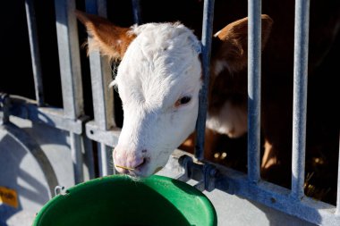 Beyaz ve kahverengi kürklü genç bir buzağı metal parmaklıklardan geçerek burnunda bir saman parçasıyla yeşil bir kovaya uzanıyor..