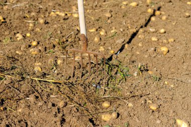 Paslı bir yaba taze kazılmış patateslerle dolu bir tarlada duruyor, güneş ışığıyla yıkanmış, toprakta uzun bir gölge var..