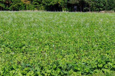 Yoğun bir orman hattıyla çevrili, dağınık beyaz çiçekli yemyeşil bitkiler. Ağaçlarda bir av standı görünüyor..