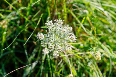 İnce yeşil saplı ve bulanık yeşil yapraklı beyaz Kraliçe Anne 'nin dantelli başlığının ayrıntılı, tepeden tırnağa görüntüsü..